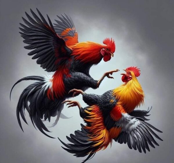 Strategi Taruhan Sabung Ayam Triad4d yang Sering Dipakai Pemain Berpengalaman