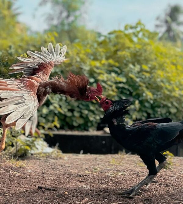 UGMJP : SITUS HIBURAN BERTARUH SABUNG AYAM TERPOPULER