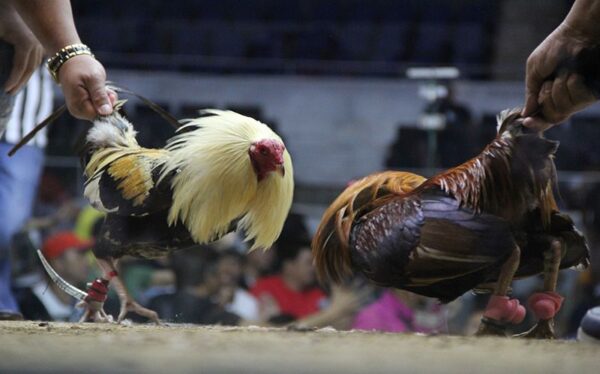UGMTOGEL : DAFTAR BANDAR BERTARUH SABUNG AYAM ONLINE ARENA FILIPINA BEBAS BLOKIR
