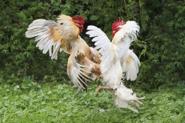 TriadSlot Sabung Ayam Online: Perpaduan Tradisi & Teknologi dalam Dunia Taruhan Modern