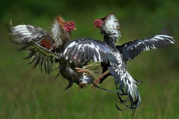 Bentengslot Sabung Ayam Arena: Laga Langsung, Statistik Juara, dan Strategi Taruhan Efektif
